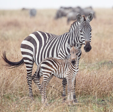 A zebra foal stays close to its mother for protection.