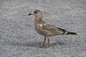 Seagull on the Ground