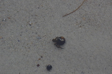 Hermit Crab