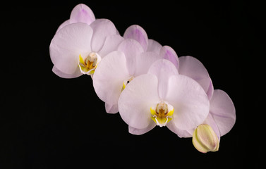 Fototapeta premium Branch of white orchid flowers on a black background. Close-up.