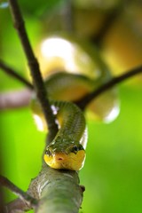 Grey tail yellow razor snake moves slowly through the branches of a tree.