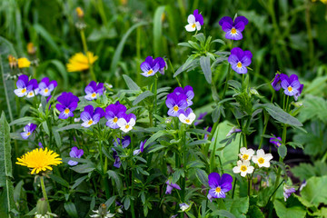 Fototapeta premium Blue and white forget-me-nots and yellow dandelions in the green grass.