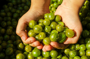 girl holding gooseberries