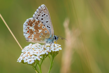 Chalk Hill Blue - Polyommatus coridon, beatiful colored butterfly from European meadows, Havraniky, Czech Republic.