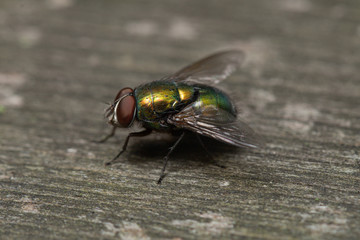 blow fly
