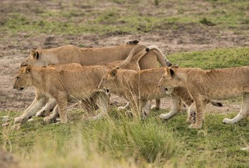 Lion cubs moving along their mother, Masai Mara