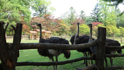 ostrich in the zoo