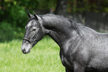 Obraz na płótnie Canvas Portrait of a beautiful dark gray horse on natural green summer background, head closeup