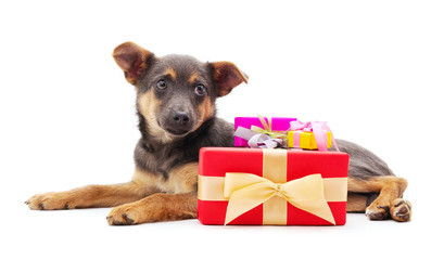 One little dog with a gifts.