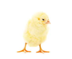 Small yellow chicken.