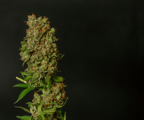 Strawberry akeil variety of marijuana flower with black background