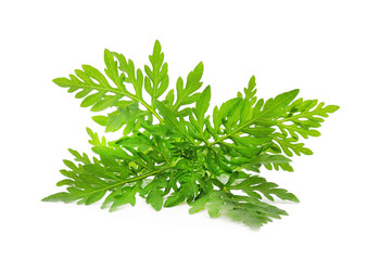 Fototapeta premium Green ragweed.
