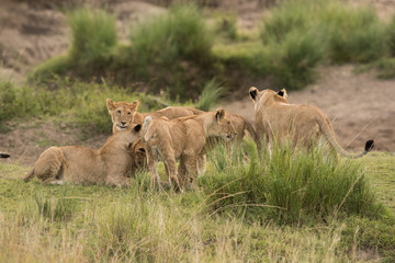 Lioness and her cub in Savannah, Masai Mara