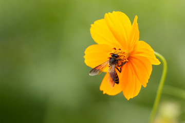 The bees find food on beautiful yellow flowers in the morning.