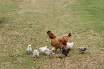 Hen with chickens on the green grass