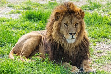 Lion Resting on the Grass