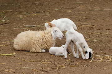 Fototapeta premium Lambs With Mother Sheep