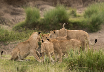 Fototapeta na wymiar Lioness surrounded by her cubs, Masai Mara
