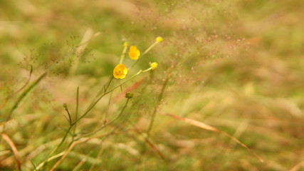 yellow flower in the garden