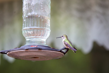 hummingbird feeding on feeder