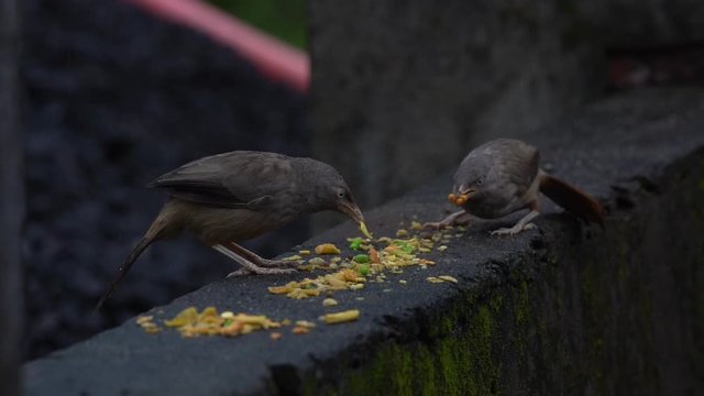 group of babblers in indian villlage  eatating food with beak