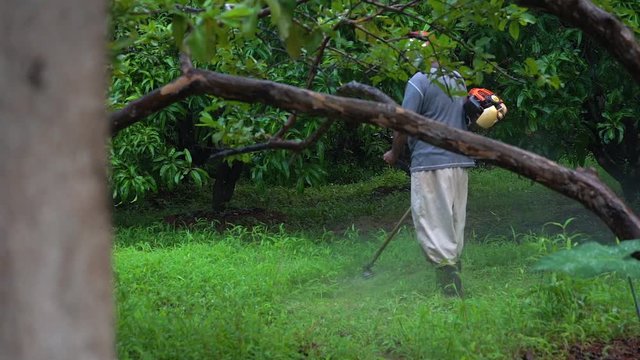 brush cutter machin cutting grass