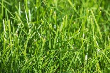 Fototapeta na wymiar Juicy green grass in the sun that grows on a garden plot