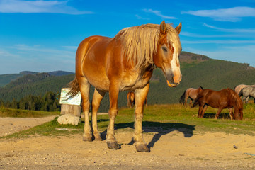 Obraz premium horses in the field