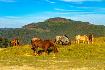 horses on the meadow