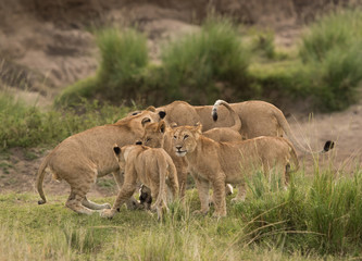 Lion cubs around their mother, Masai Mara