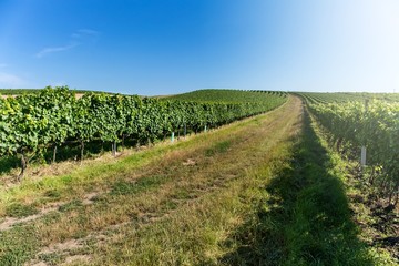 Fototapeta na wymiar Vineyard with long lines in the central Europe - Czech Republic ( South Moravia Region ). Summer morning in the vineyard. Wine growing.