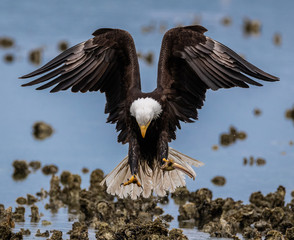 Eagle bow