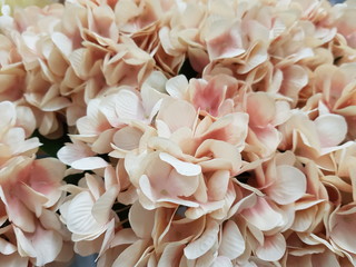 Abstract background of pink panicle hydrangea. Pink. Blank
