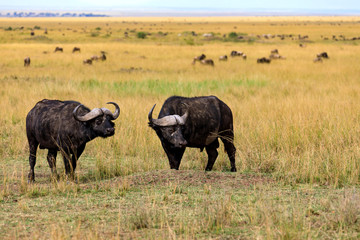 Naklejka na ściany i meble Afrikanischer Büffel in der Savanne an der Masai Mara, Kenia.