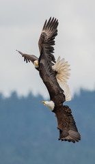 Eagle battle