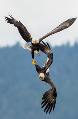 Eagle battle