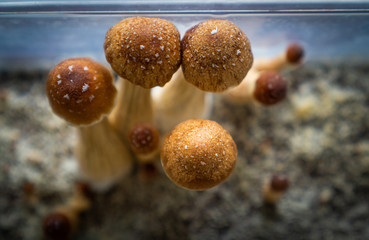 Close up of Psilocybin Mushrooms
