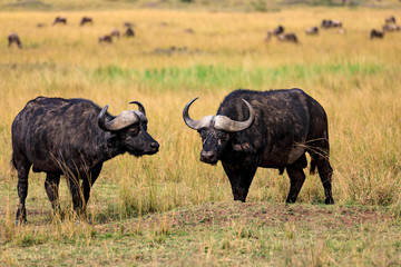 Obraz premium Masai Mara, Afrikanische Büffel in der Savanne, Kenia.