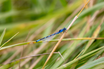 blue dragonfly on a green grass