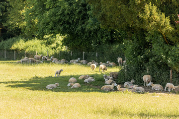 flock of sheep resting under the shade of trees in an old country estate.