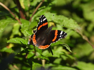 Papillon Vulcain