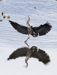 Heron Dance