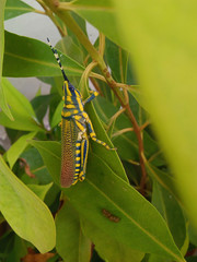 beautiful colorful yellow black jacket long legged gross hopper insect sitting on green leaves,with soft focused blurry background ,selective and soft focus on subject