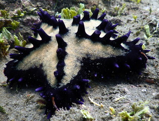 Costa Rica Pacific sea life