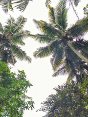 Coconut tree field