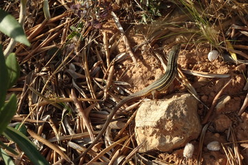 Algerian Sand Racer, Psammodromus algirus, Lizard, Reptile