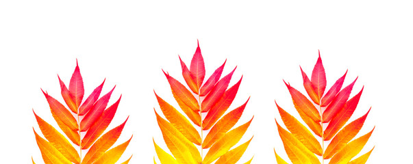 Tropical colorful leaves isolated on white background. Autumn mood. Creative minimalism for design.