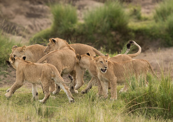 Mother and cubs, Masai Mara