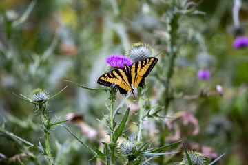 butterfly on flower