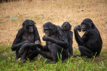 Famille bonobo
